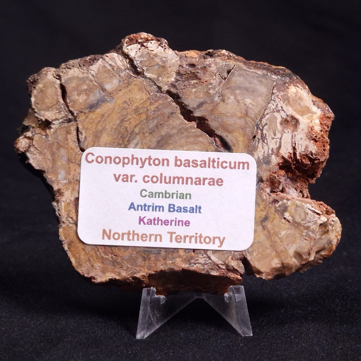 CONOPHYTON BASALTICUM STROMATOLITE, Australia ZCB009