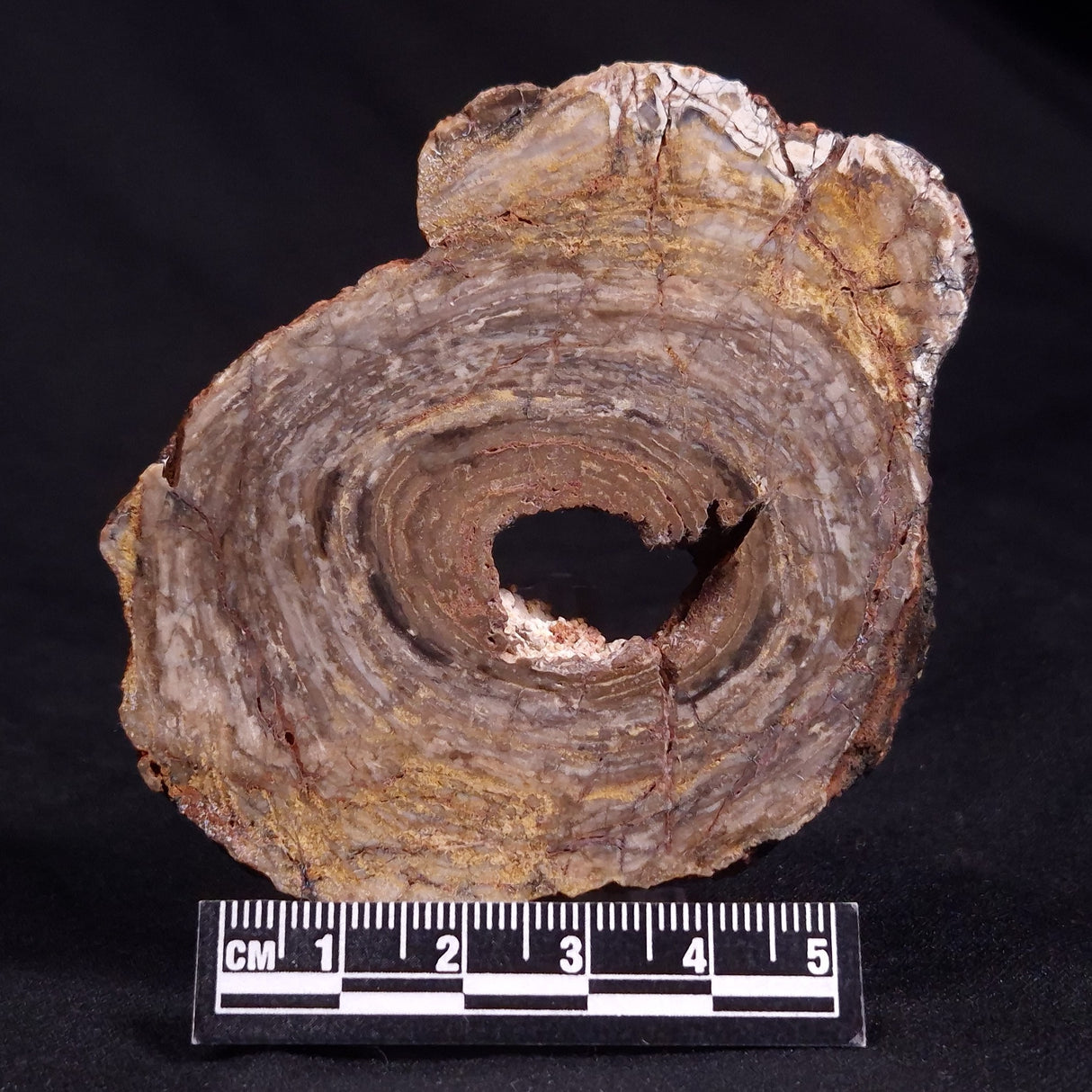CONOPHYTON BASALTICUM STROMATOLITE, Australia ZCB010