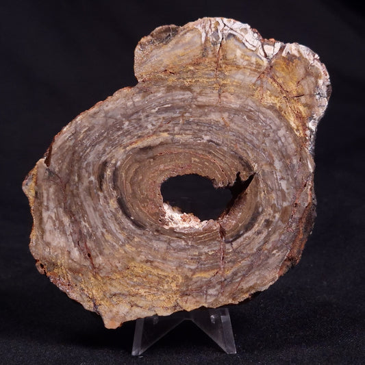 CONOPHYTON BASALTICUM STROMATOLITE, Australia ZCB010