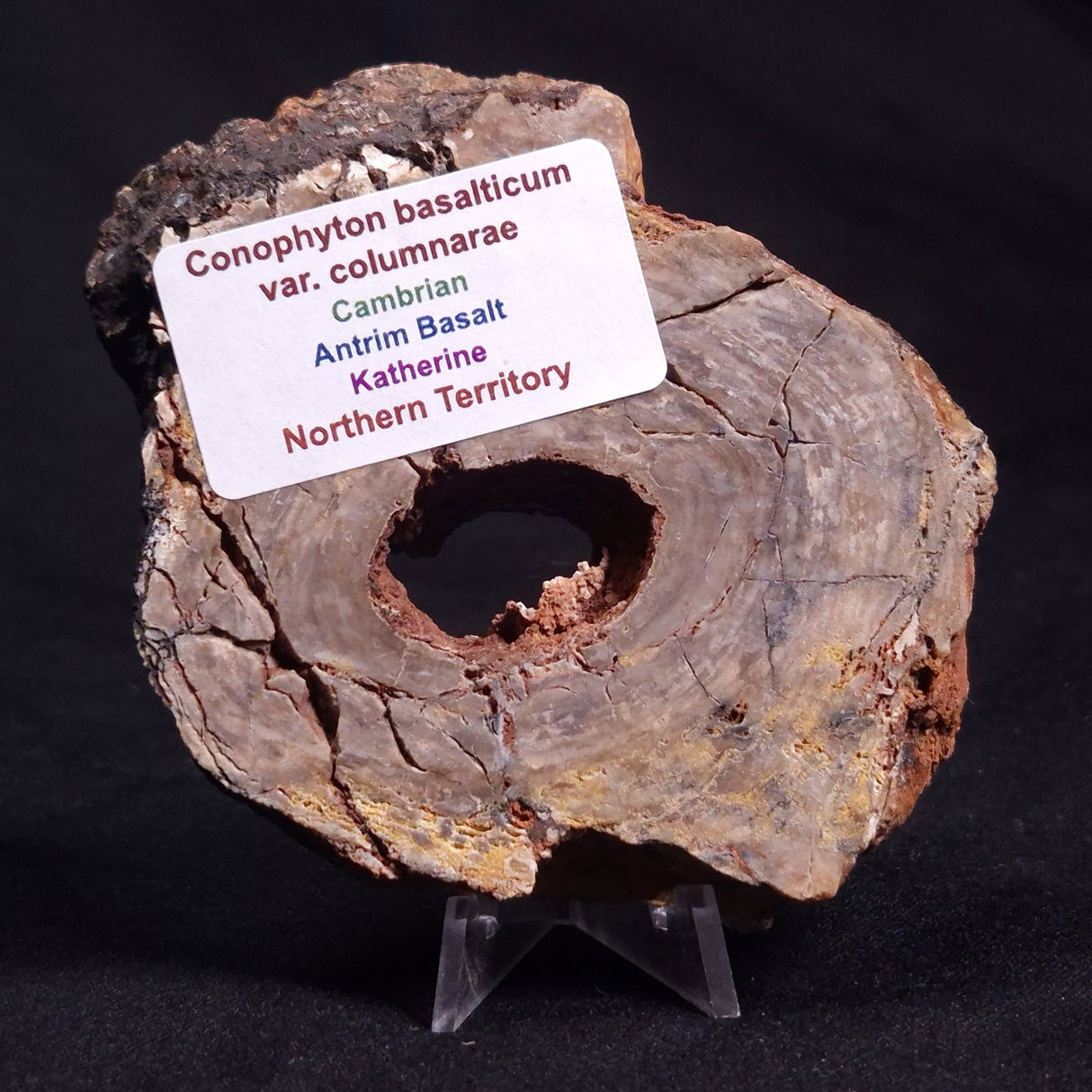 CONOPHYTON BASALTICUM STROMATOLITE, Australia ZCB010