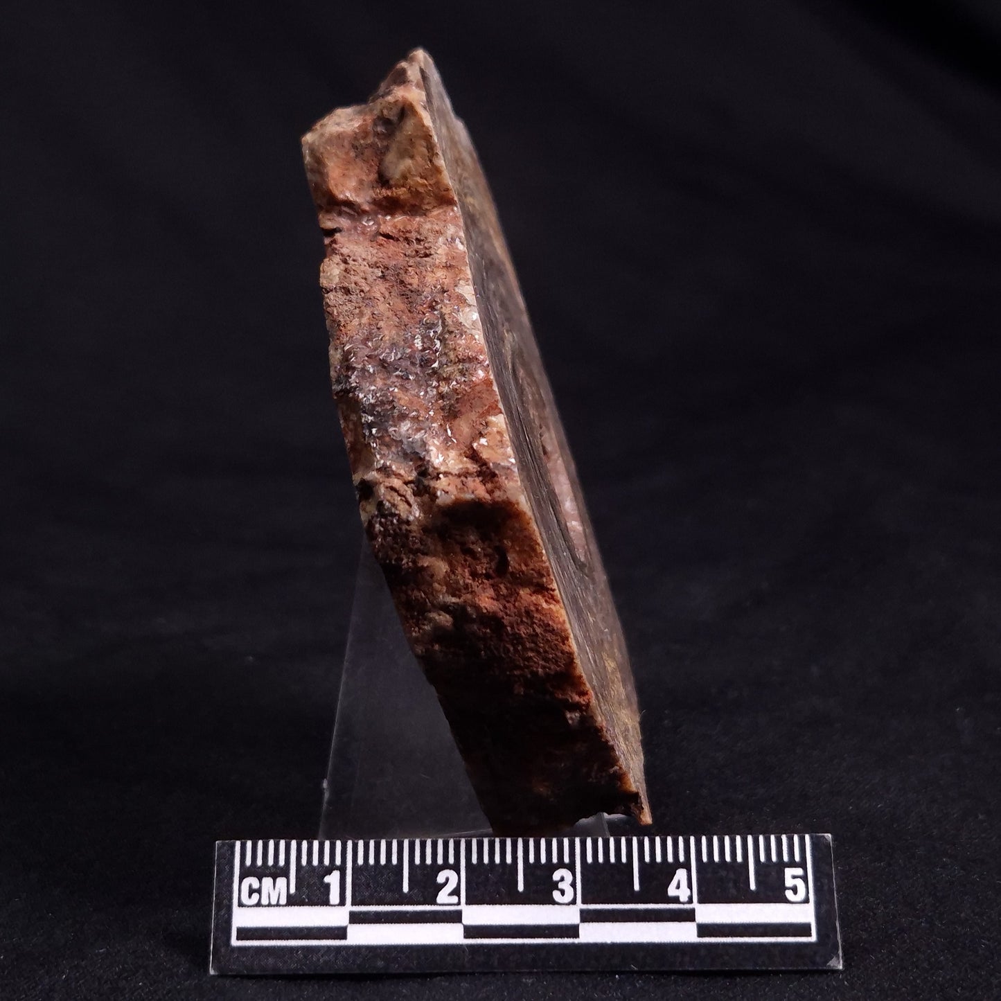 CONOPHYTON BASALTICUM STROMATOLITE, Australia ZCB010