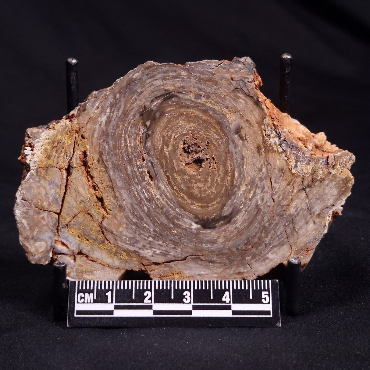 CONOPHYTON BASALTICUM STROMATOLITE, Australia ZCB011