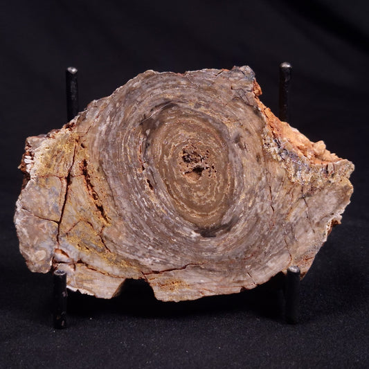 CONOPHYTON BASALTICUM STROMATOLITE, Australia ZCB011