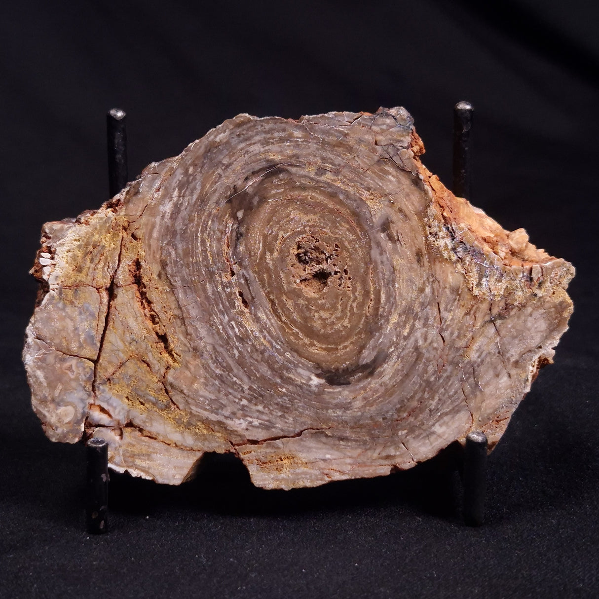CONOPHYTON BASALTICUM STROMATOLITE, Australia ZCB011