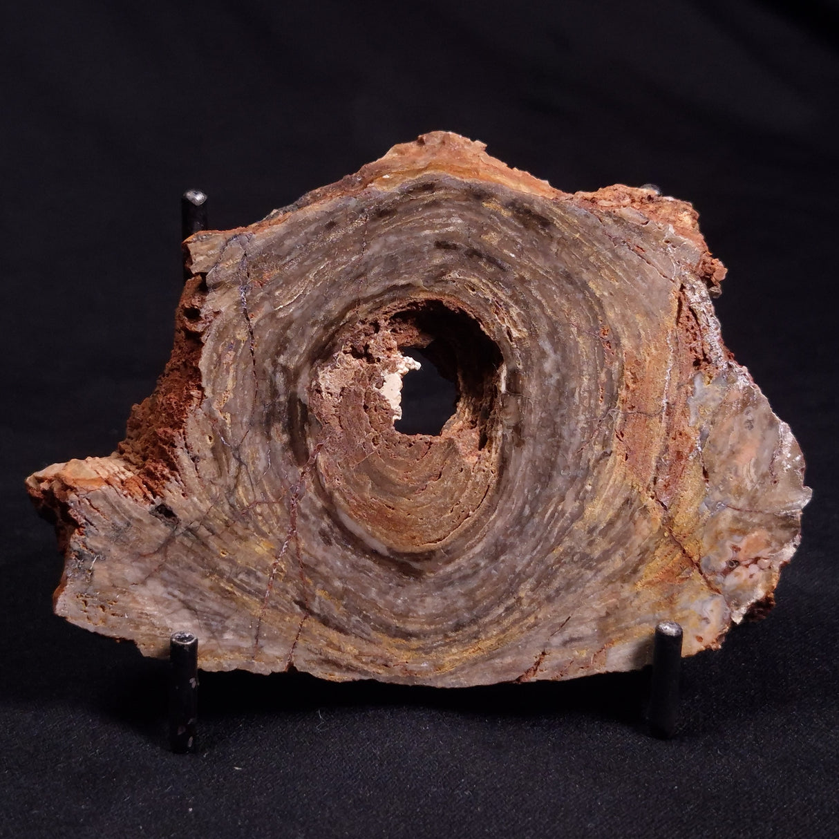CONOPHYTON BASALTICUM STROMATOLITE, Australia ZCB012