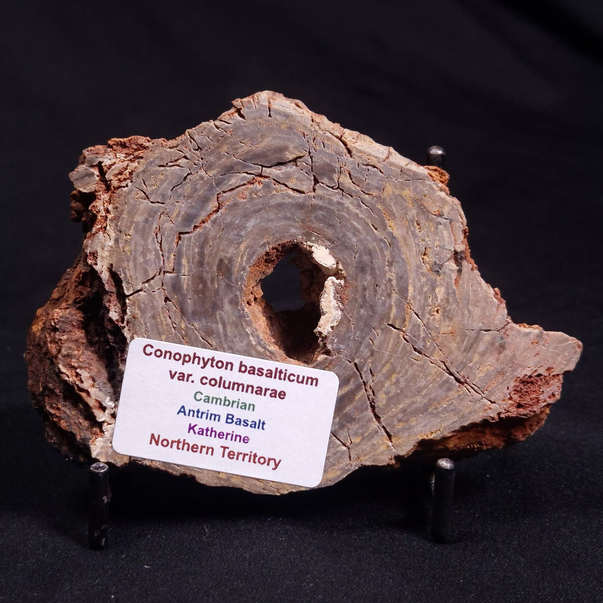 CONOPHYTON BASALTICUM STROMATOLITE, Australia ZCB012