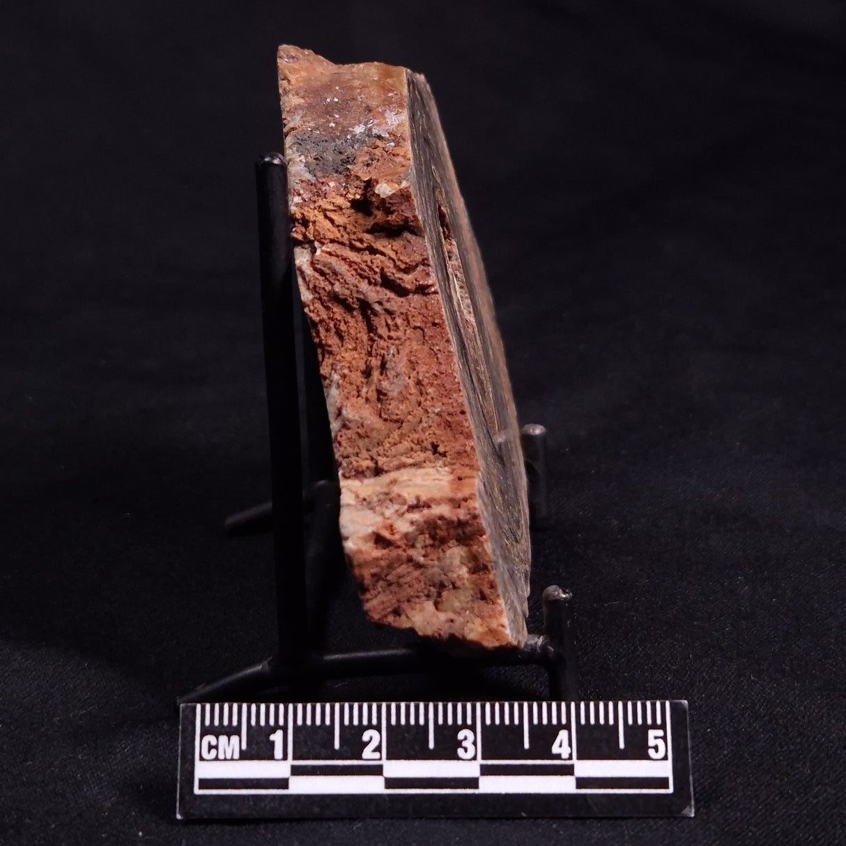 CONOPHYTON BASALTICUM STROMATOLITE, Australia ZCB012