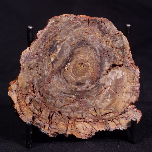 CONOPHYTON BASALTICUM STROMATOLITE, Australia ZCB013
