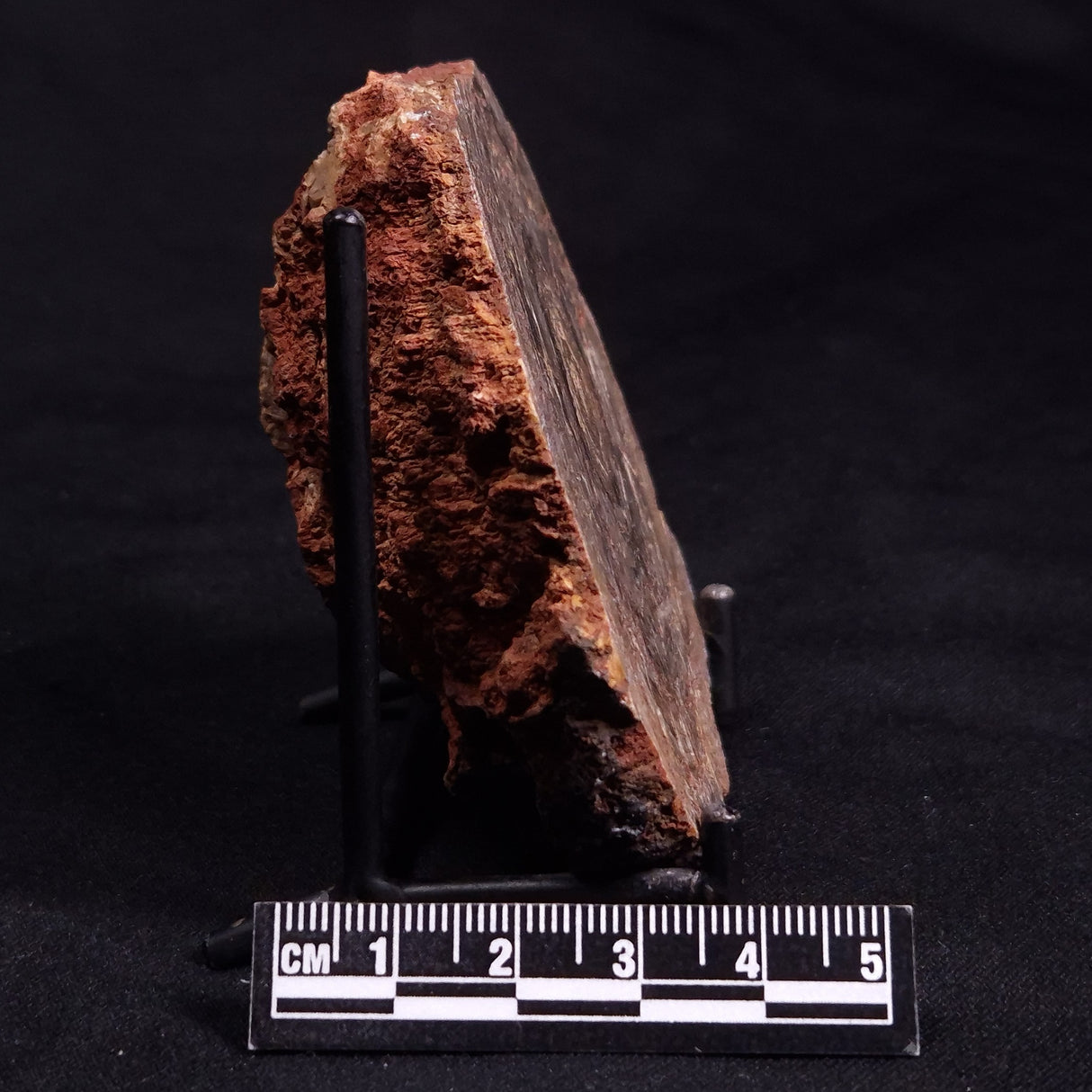 CONOPHYTON BASALTICUM STROMATOLITE, Australia ZCB013