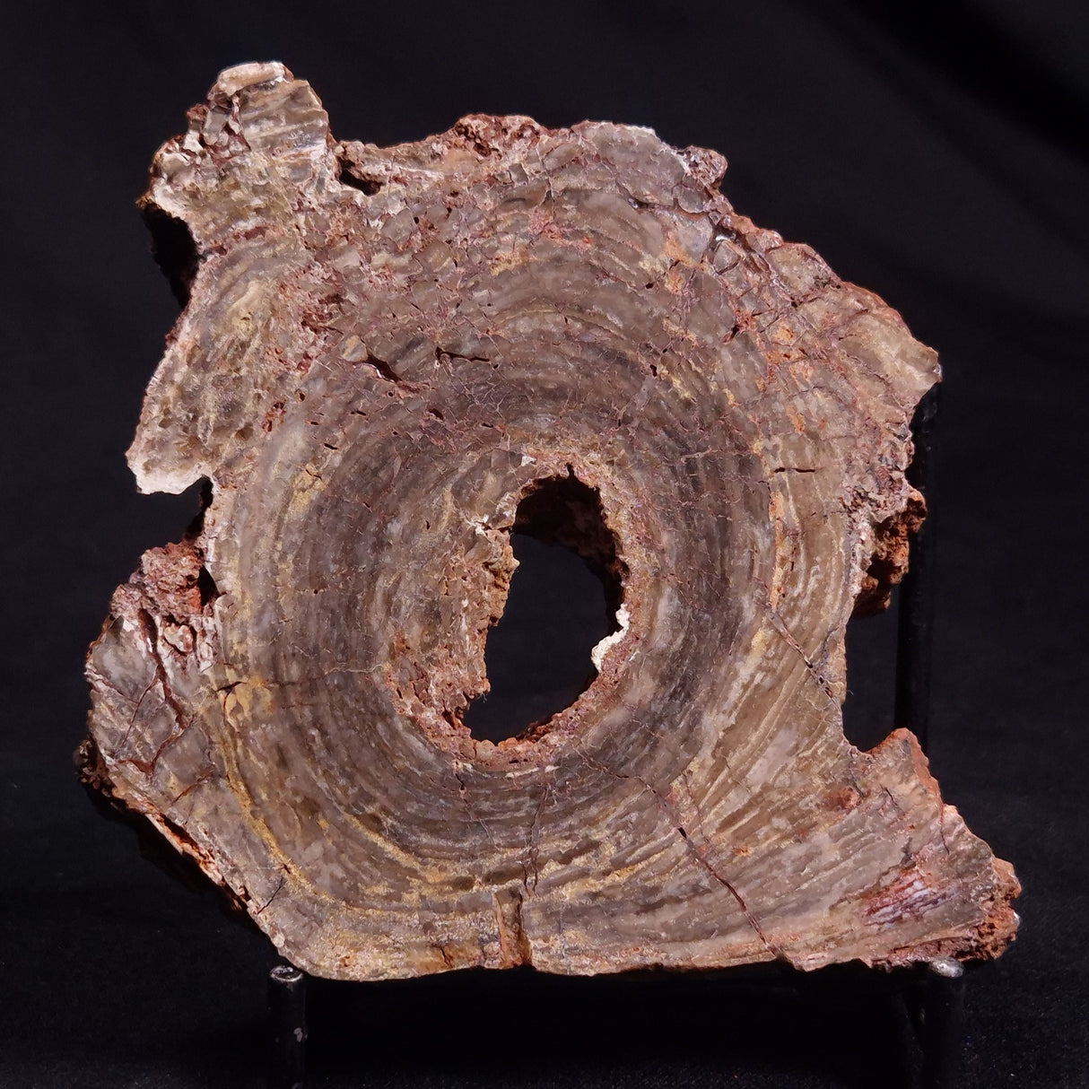 CONOPHYTON BASALTICUM STROMATOLITE, Australia ZCB014