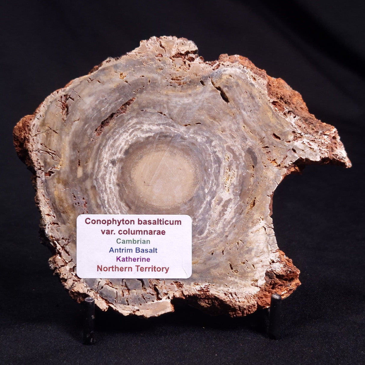 CONOPHYTON BASALTICUM STROMATOLITE, Australia ZCB016