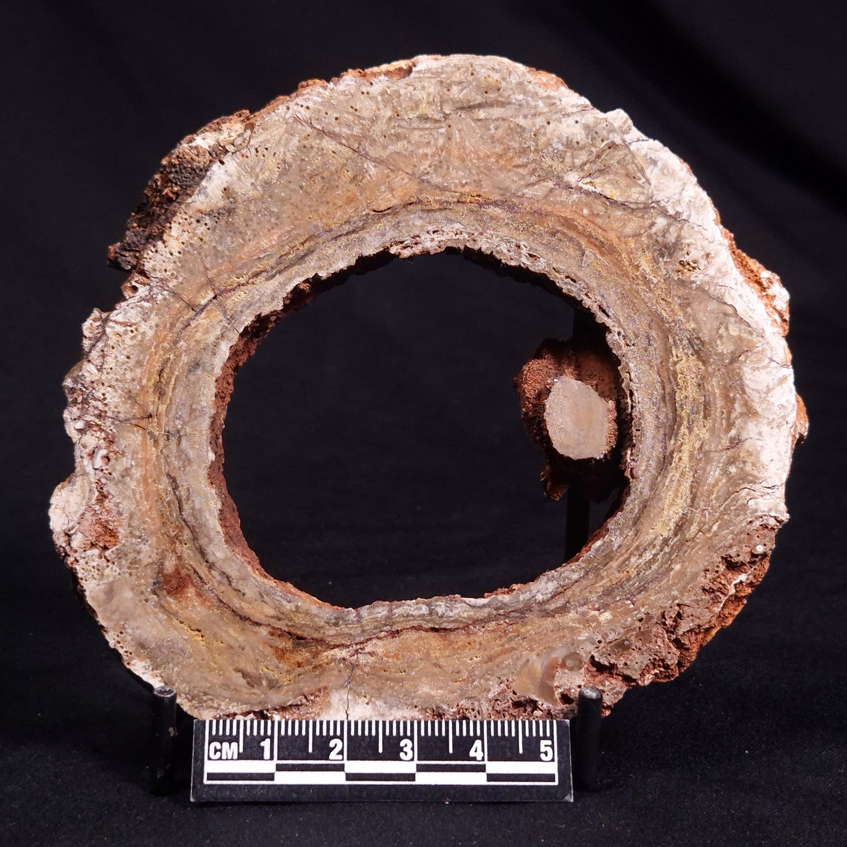 CONOPHYTON BASALTICUM STROMATOLITE, Australia ZCB017