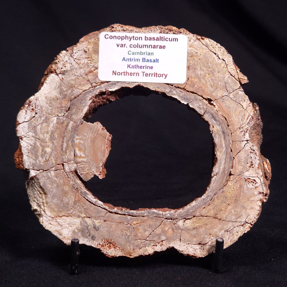 CONOPHYTON BASALTICUM STROMATOLITE, Australia ZCB017