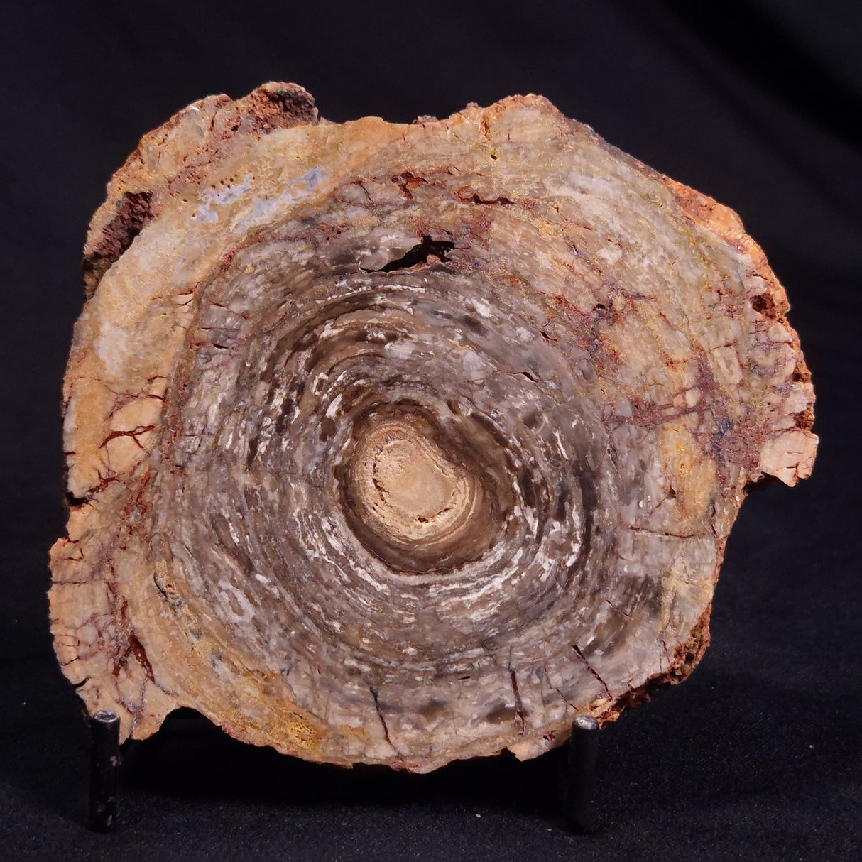 CONOPHYTON BASALTICUM STROMATOLITE, Australia ZCB019