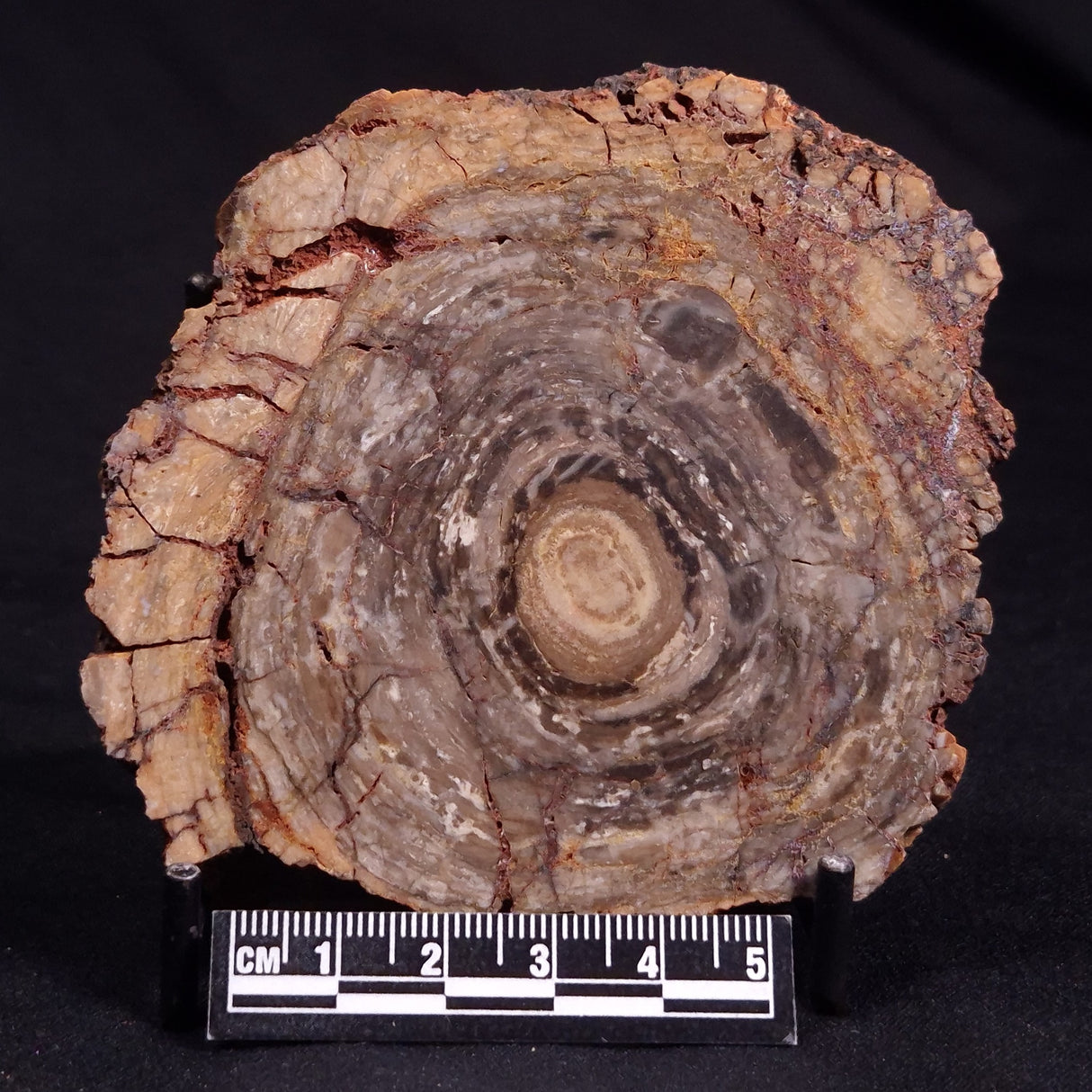 CONOPHYTON BASALTICUM STROMATOLITE, Australia ZCB020