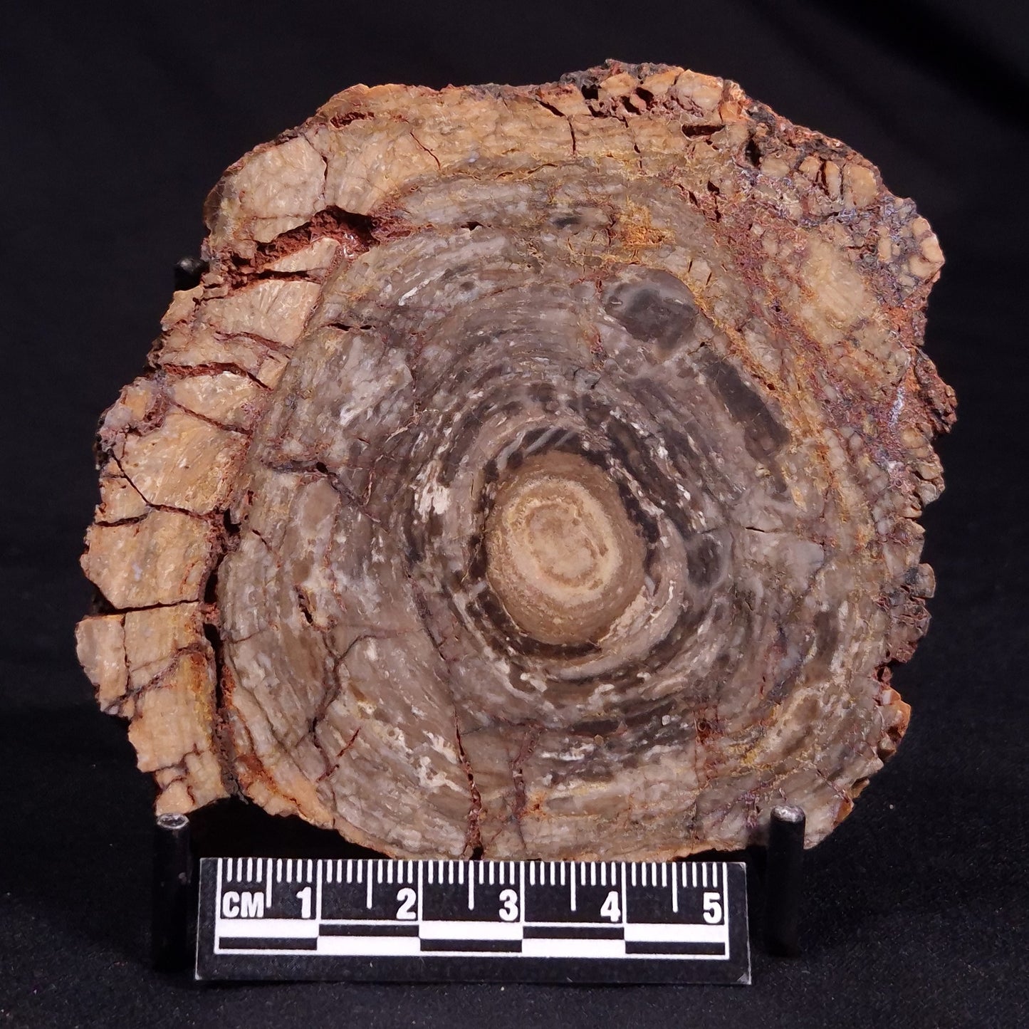 CONOPHYTON BASALTICUM STROMATOLITE, Australia ZCB020