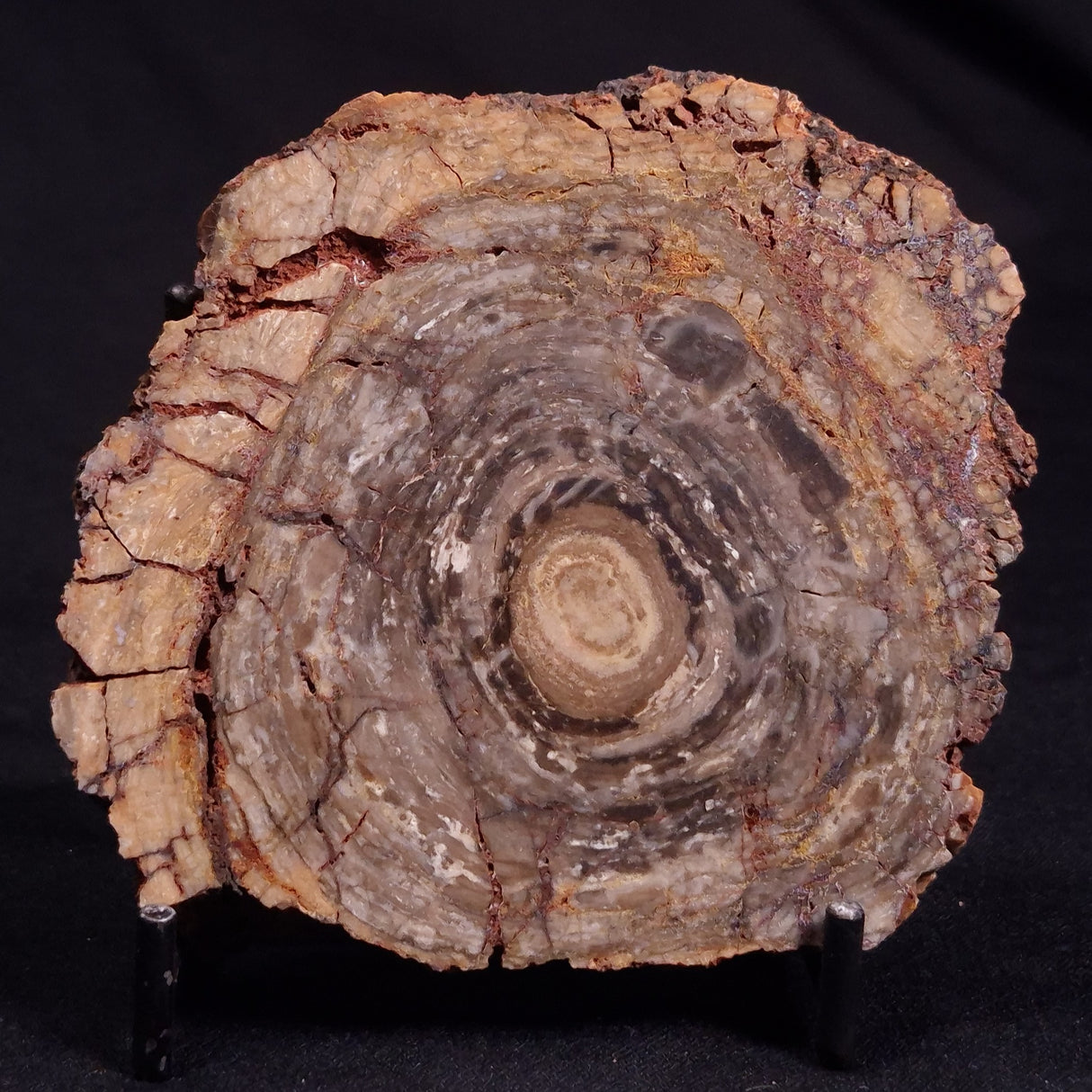 CONOPHYTON BASALTICUM STROMATOLITE, Australia ZCB020