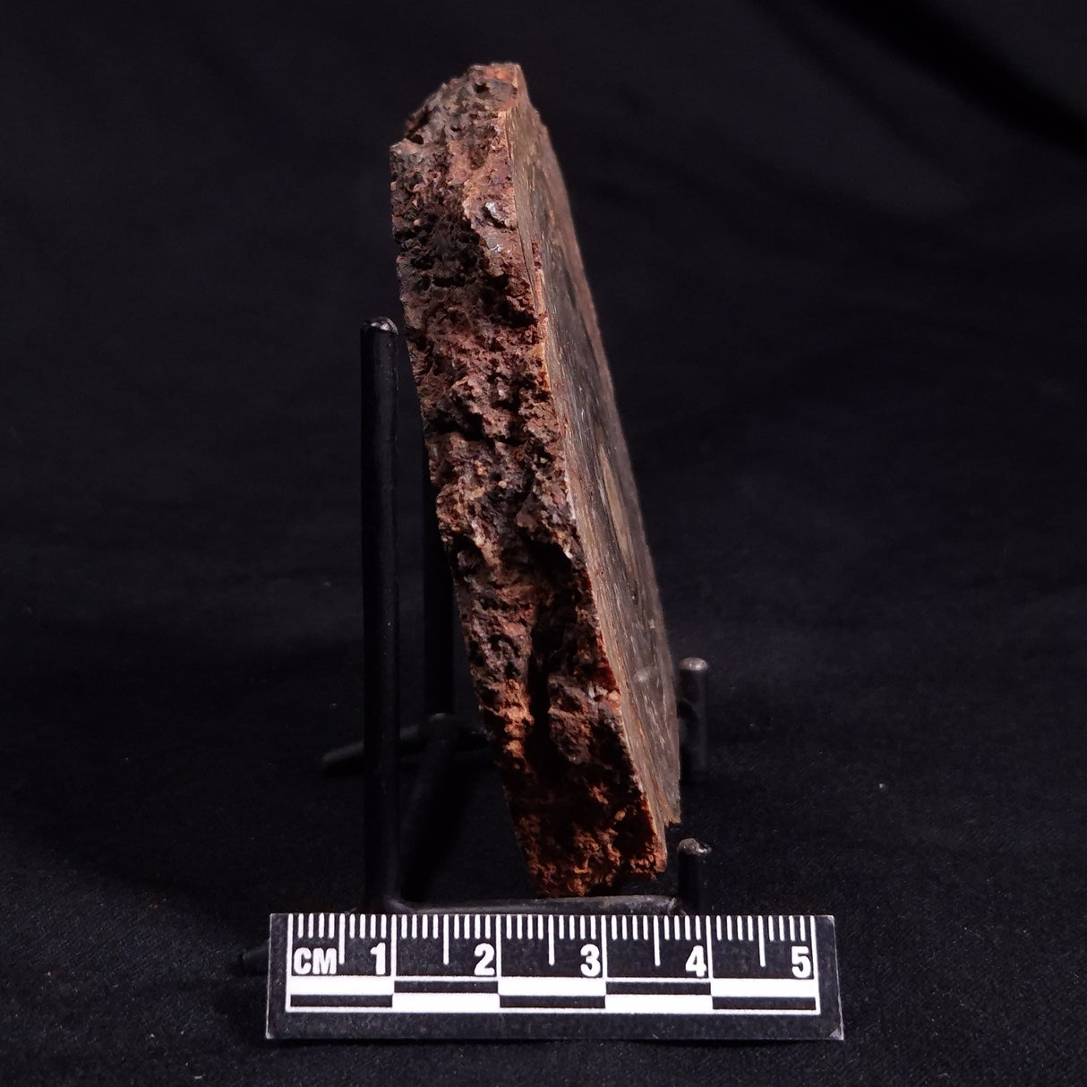 CONOPHYTON BASALTICUM STROMATOLITE, Australia ZCB020