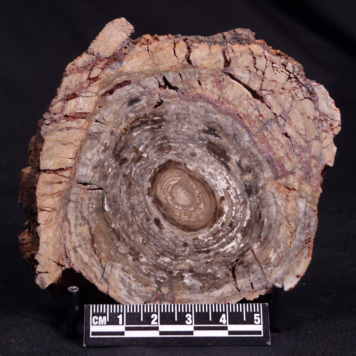 CONOPHYTON BASALTICUM STROMATOLITE, Australia ZCB021