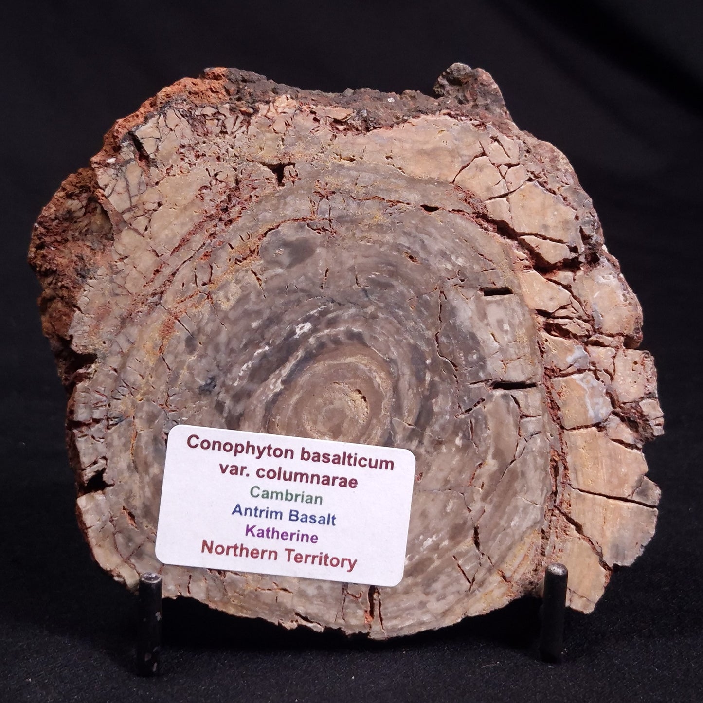 CONOPHYTON BASALTICUM STROMATOLITE, Australia ZCB021