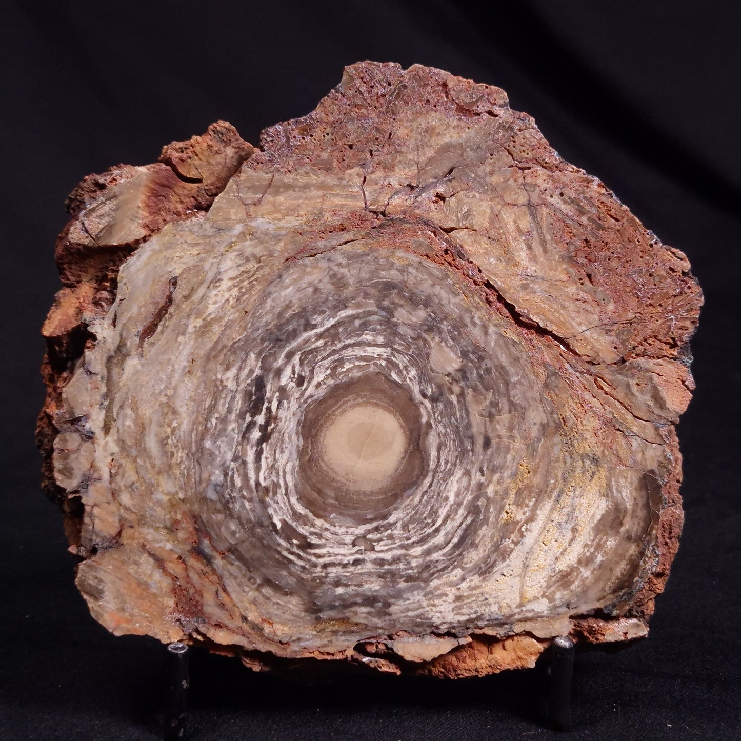CONOPHYTON BASALTICUM STROMATOLITE, Australia ZCB022