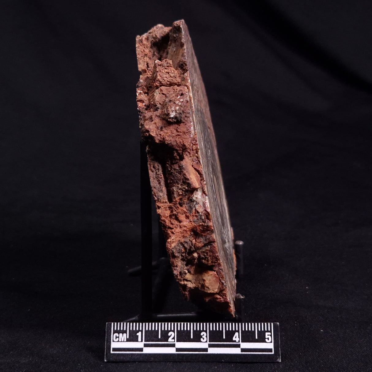 CONOPHYTON BASALTICUM STROMATOLITE, Australia ZCB022
