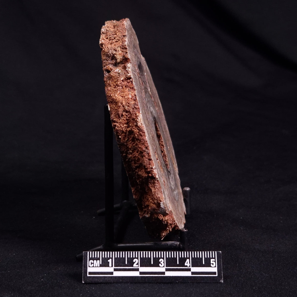 CONOPHYTON BASALTICUM STROMATOLITE, Australia ZCB023