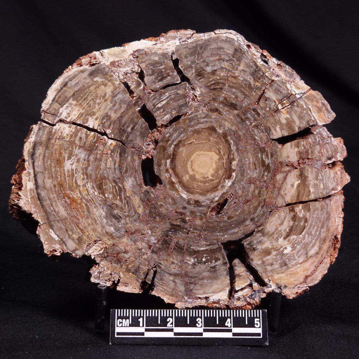 CONOPHYTON BASALTICUM STROMATOLITE, Australia ZCB024
