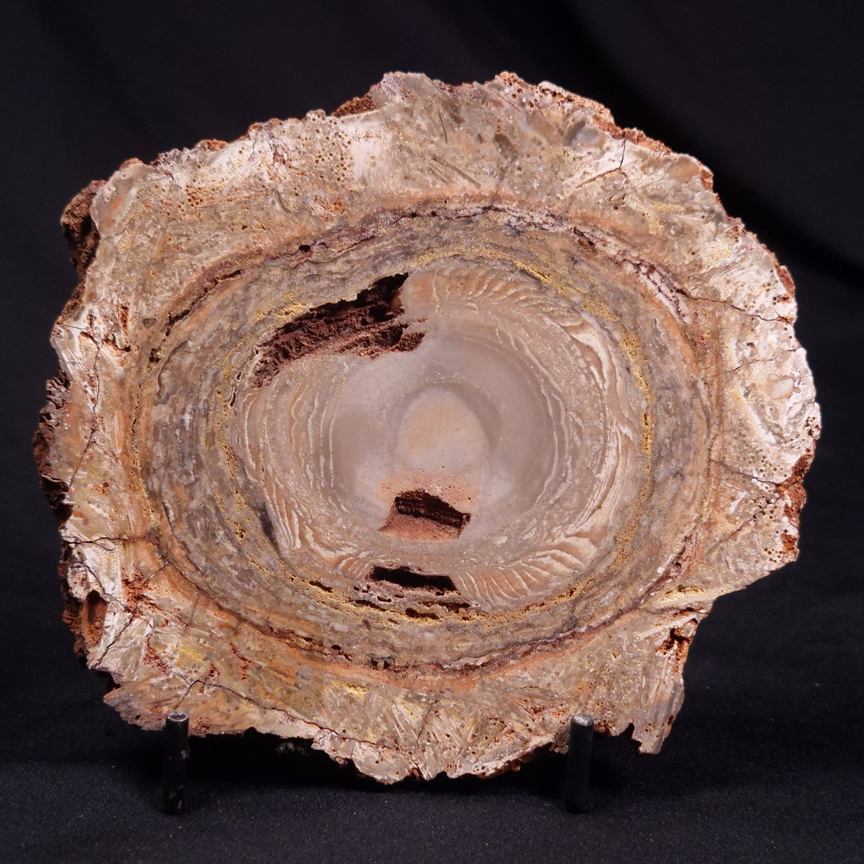 CONOPHYTON BASALTICUM STROMATOLITE, Australia ZCB026