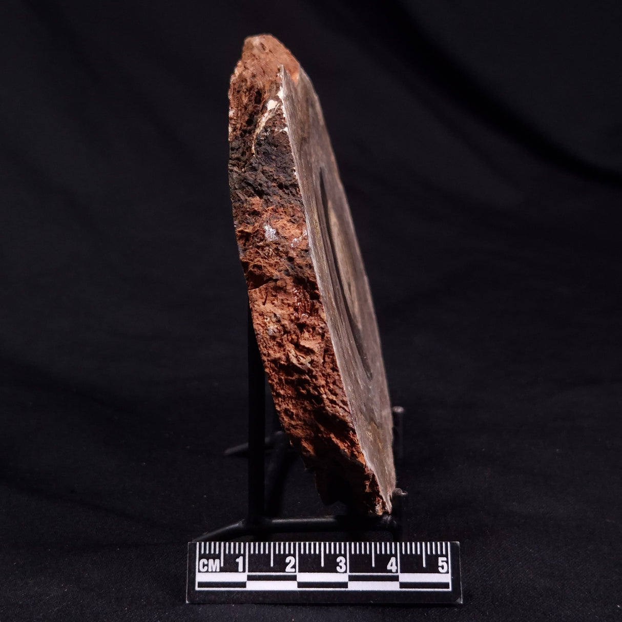 CONOPHYTON BASALTICUM STROMATOLITE, Australia ZCB027