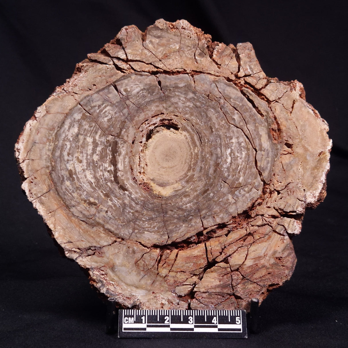 CONOPHYTON BASALTICUM STROMATOLITE, Australia ZCB031
