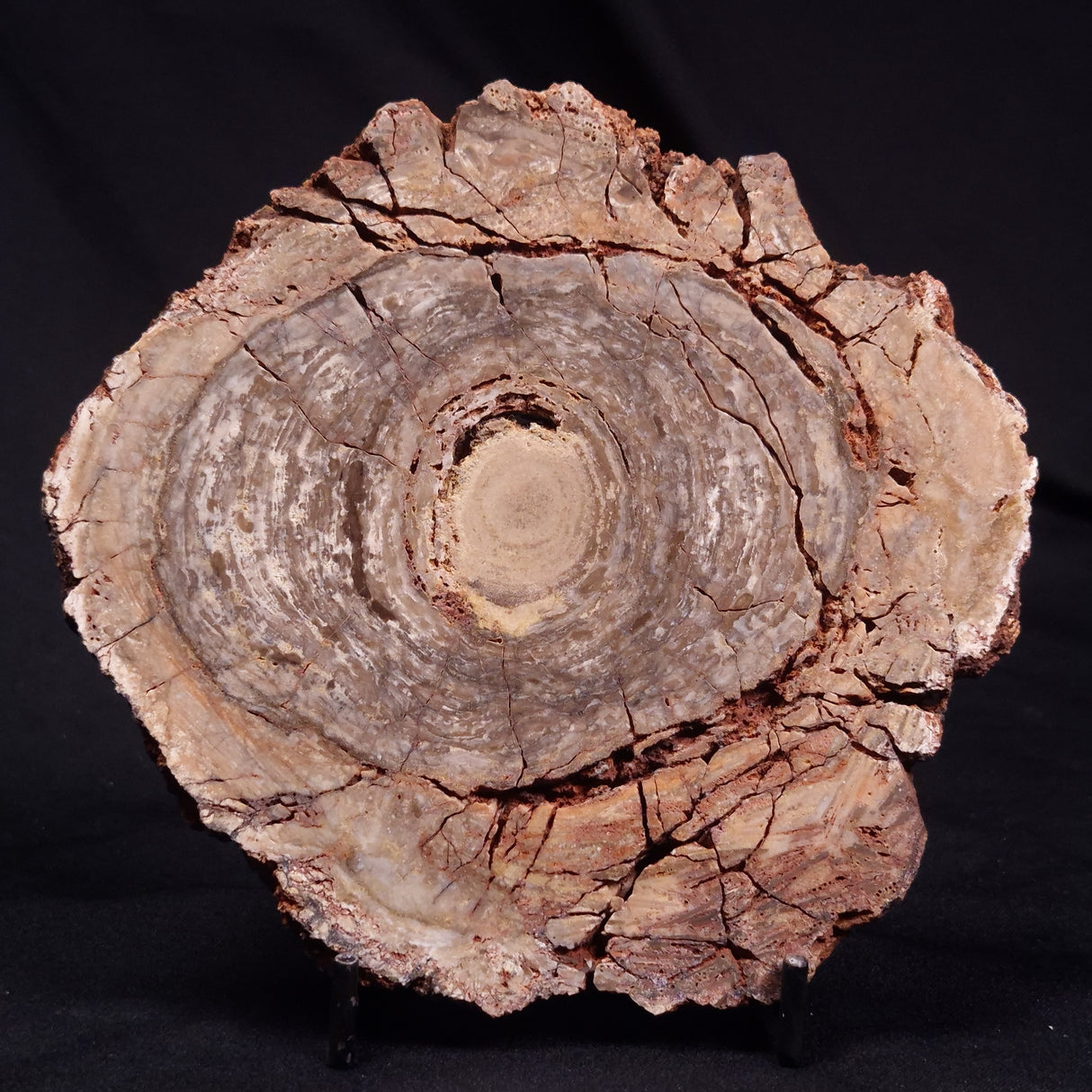 CONOPHYTON BASALTICUM STROMATOLITE, Australia ZCB031