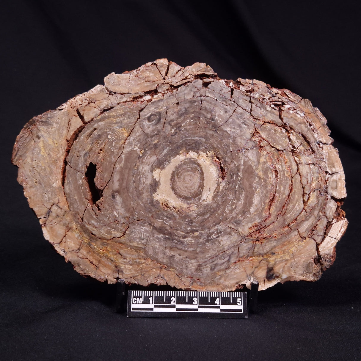 CONOPHYTON BASALTICUM STROMATOLITE, Australia ZCB032