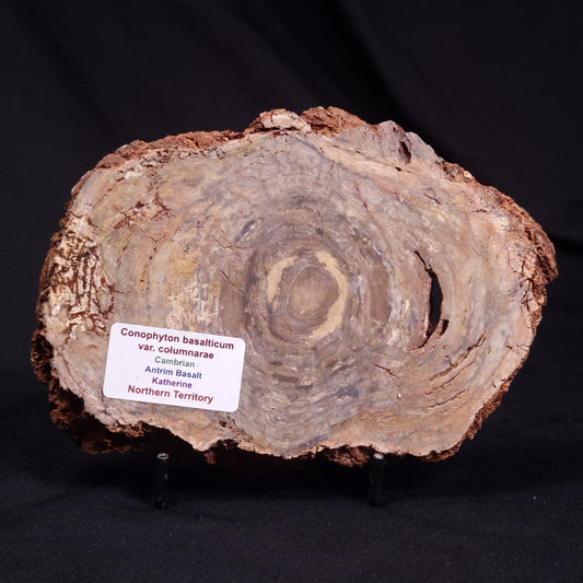 CONOPHYTON BASALTICUM STROMATOLITE, Australia ZCB032