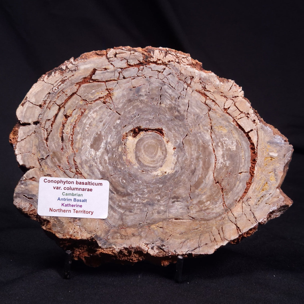 CONOPHYTON BASALTICUM STROMATOLITE, Australia ZCB033