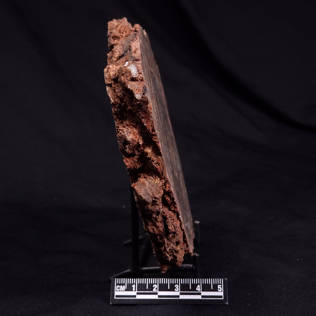 CONOPHYTON BASALTICUM STROMATOLITE, Australia ZCB034