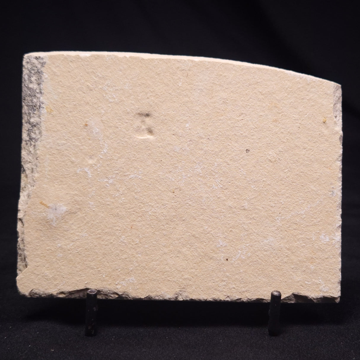 SHRIMP FOSSIL CARPOPENAEUS CALLIROSTRIS, Upper Cretaceous, Lebanon YSL009