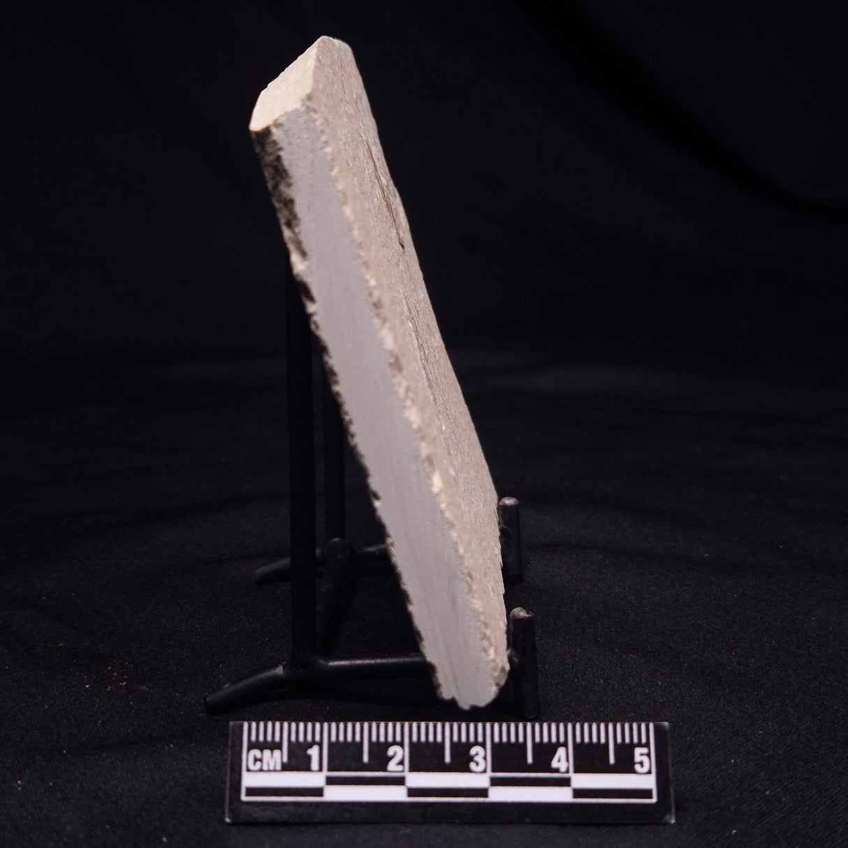 SHRIMP FOSSIL CARPOPENAEUS CALLIROSTRIS, Upper Cretaceous, Lebanon YSL009