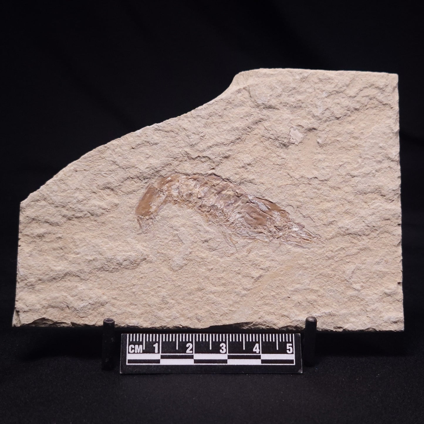 SHRIMP FOSSIL CARPOPENAEUS CALLIROSTRIS, Upper Cretaceous, Lebanon YSL013