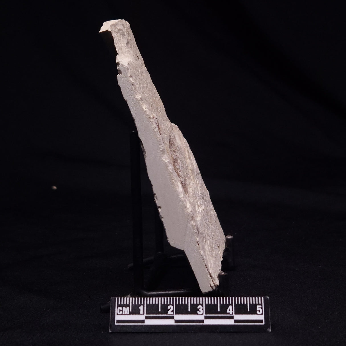 SHRIMP FOSSIL CARPOPENAEUS CALLIROSTRIS, Upper Cretaceous, Lebanon YSL014