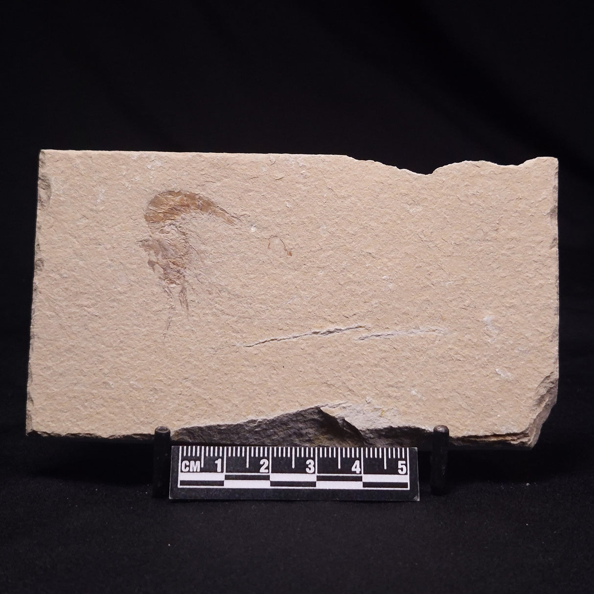 SHRIMP FOSSIL CARPOPENAEUS CALLIROSTRIS, Upper Cretaceous, Lebanon YSL015