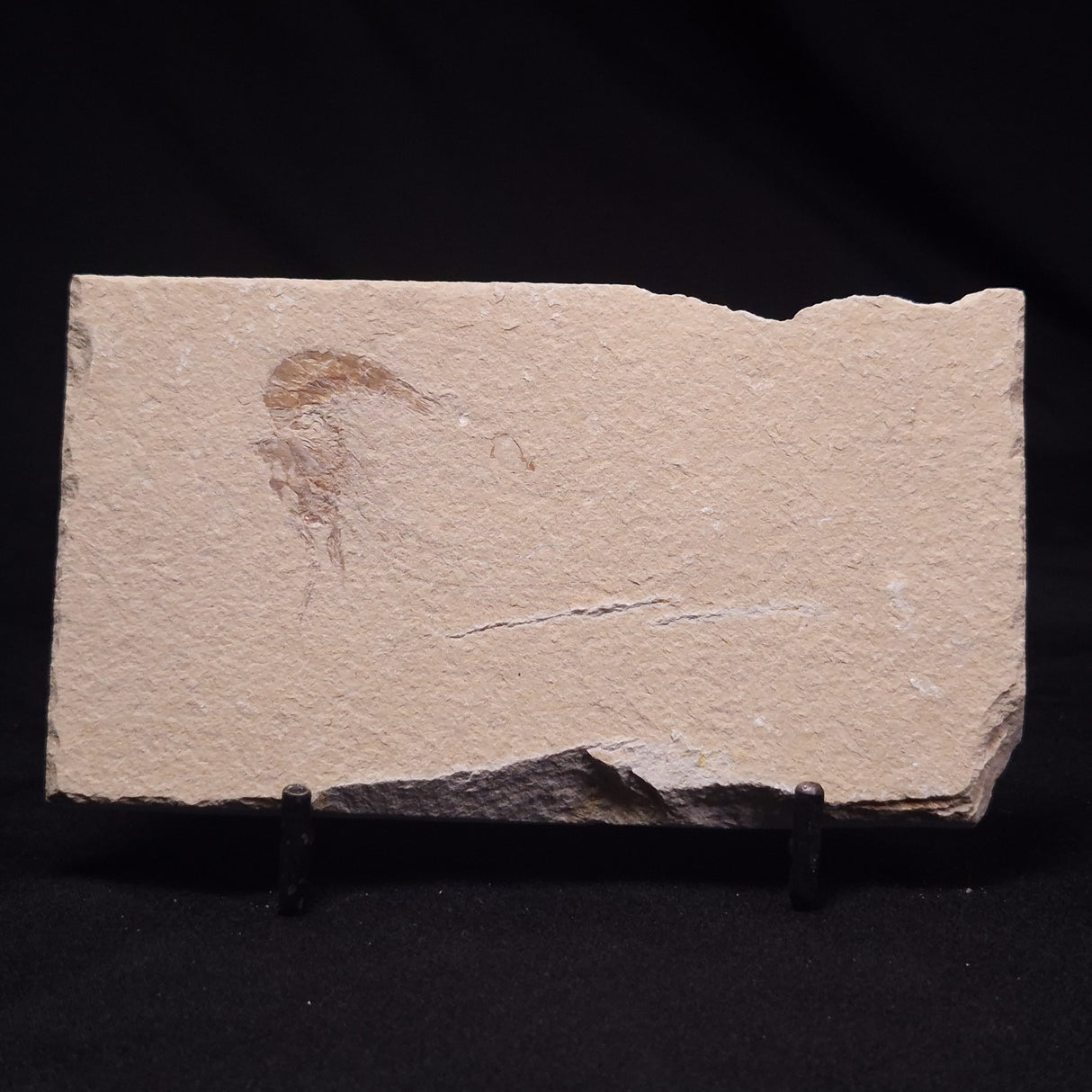 SHRIMP FOSSIL CARPOPENAEUS CALLIROSTRIS, Upper Cretaceous, Lebanon YSL015