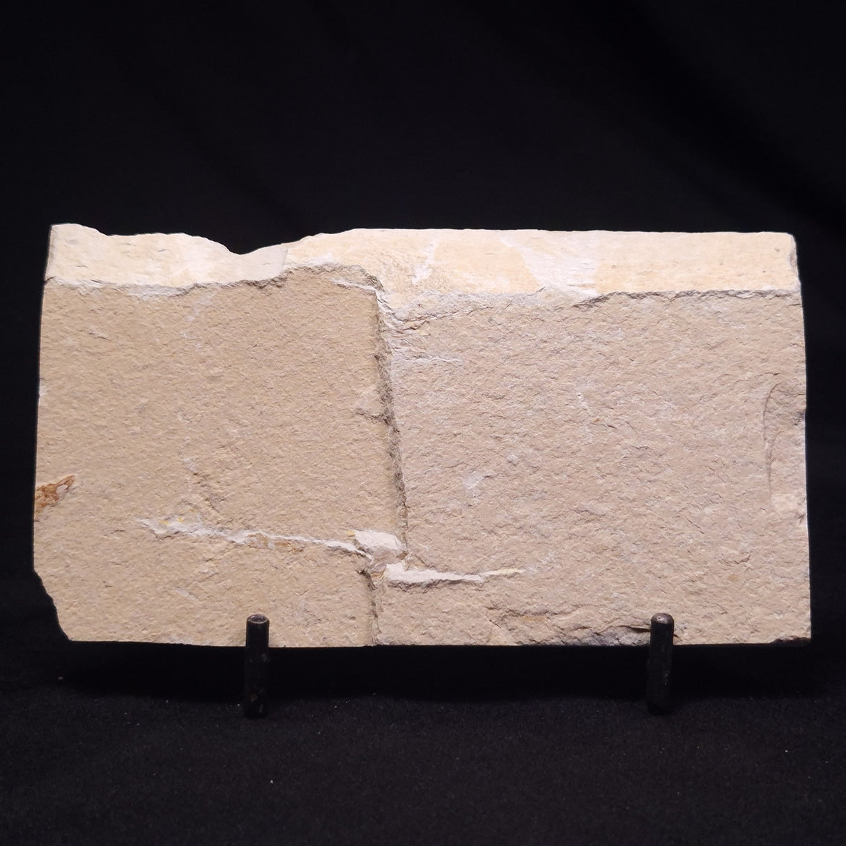 SHRIMP FOSSIL CARPOPENAEUS CALLIROSTRIS, Upper Cretaceous, Lebanon YSL015