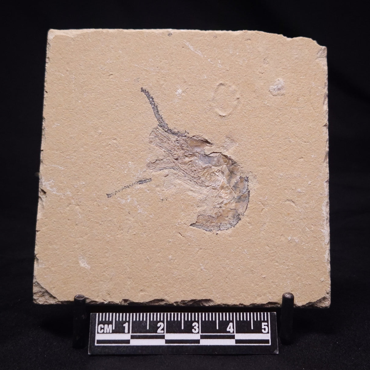 SHRIMP FOSSIL CARPOPENAEUS CALLIROSTRIS, Upper Cretaceous, Lebanon YSL016