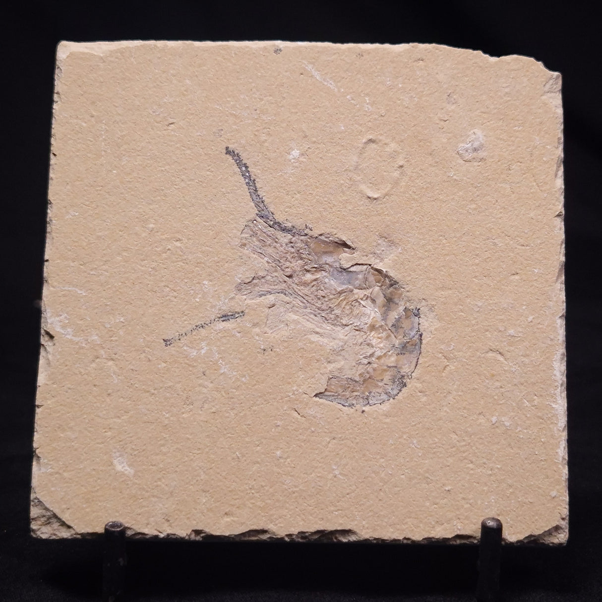 SHRIMP FOSSIL CARPOPENAEUS CALLIROSTRIS, Upper Cretaceous, Lebanon YSL016