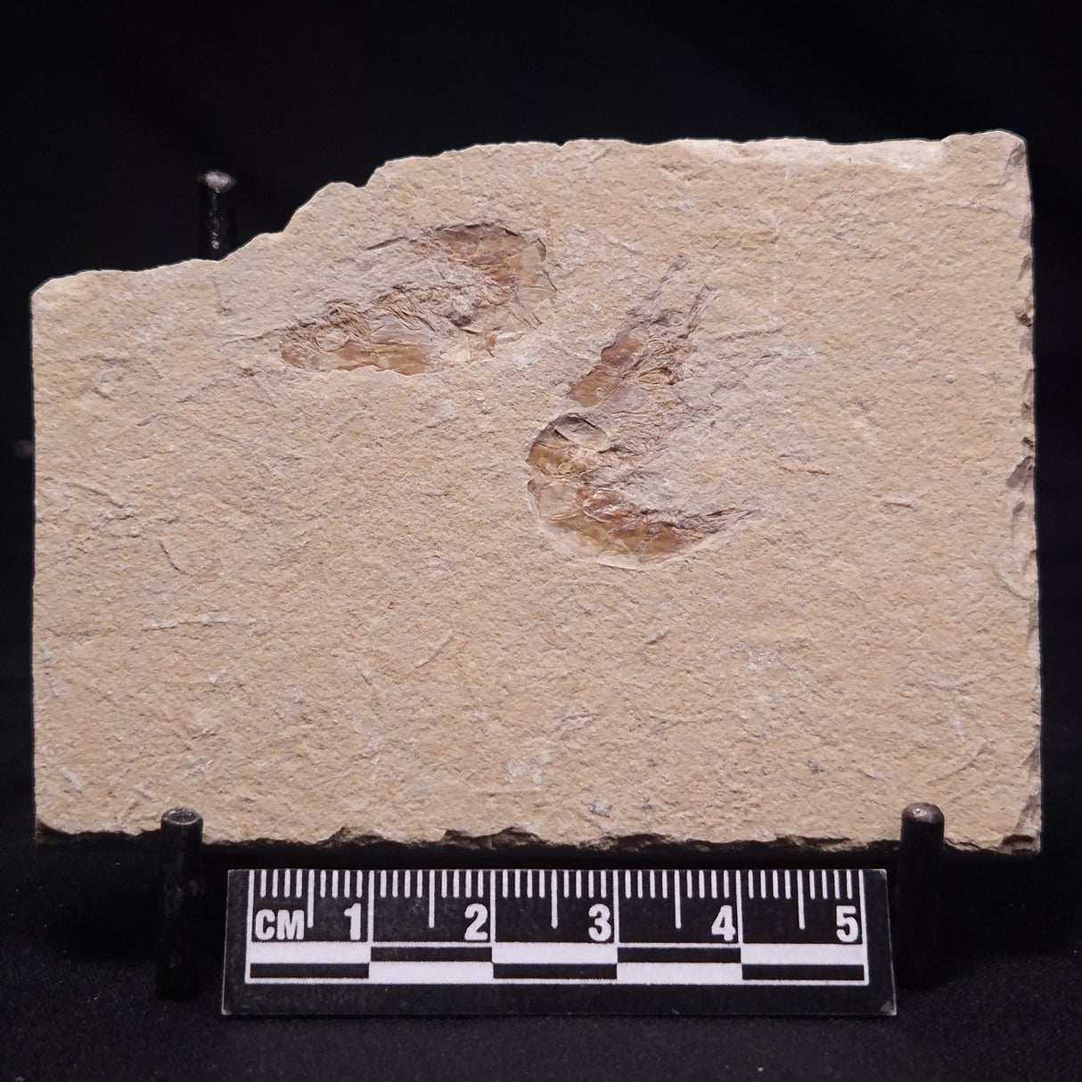 SHRIMP FOSSIL CARPOPENAEUS CALLIROSTRIS, Upper Cretaceous, Lebanon YSL017