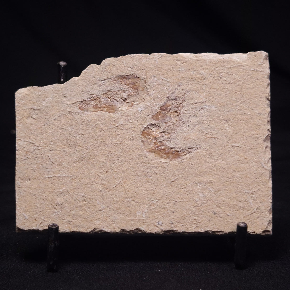 SHRIMP FOSSIL CARPOPENAEUS CALLIROSTRIS, Upper Cretaceous, Lebanon YSL017