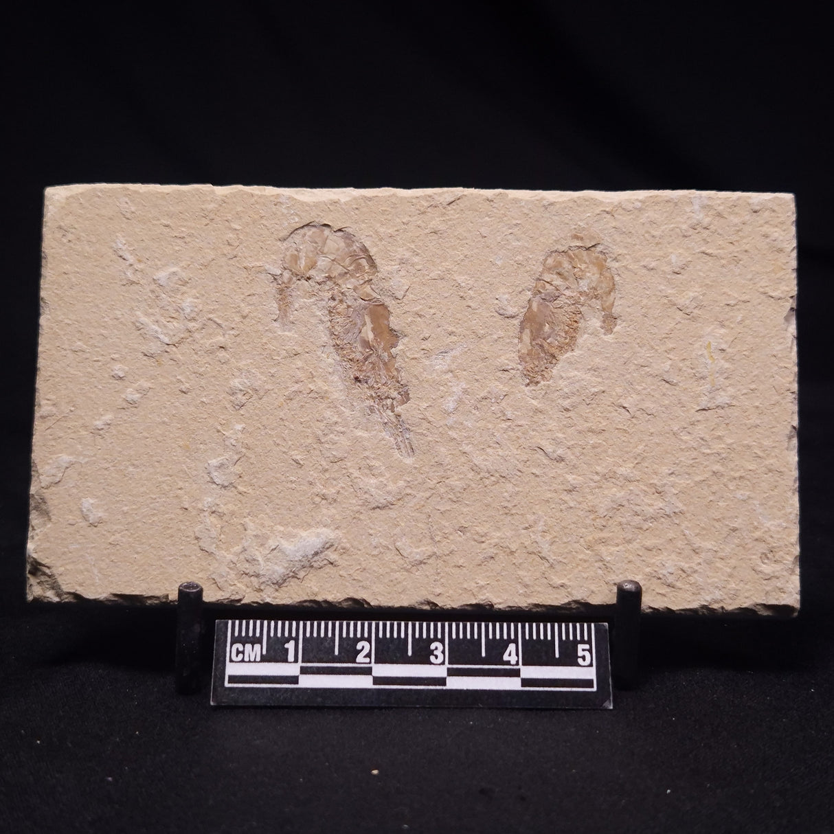 SHRIMP FOSSIL CARPOPENAEUS CALLIROSTRIS, Upper Cretaceous, Lebanon YSL018