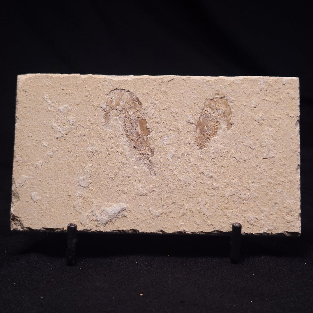 SHRIMP FOSSIL CARPOPENAEUS CALLIROSTRIS, Upper Cretaceous, Lebanon YSL018