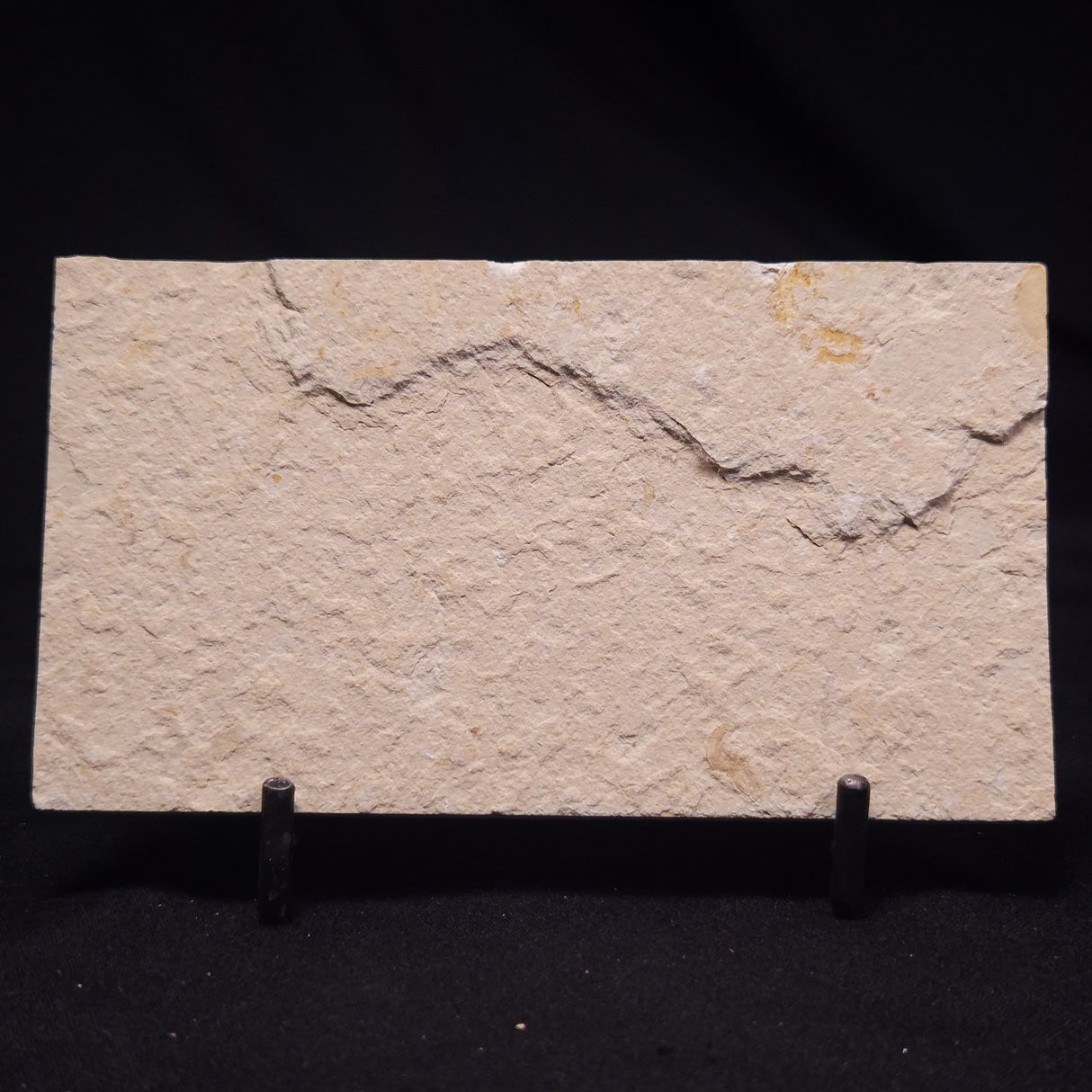 SHRIMP FOSSIL CARPOPENAEUS CALLIROSTRIS, Upper Cretaceous, Lebanon YSL018